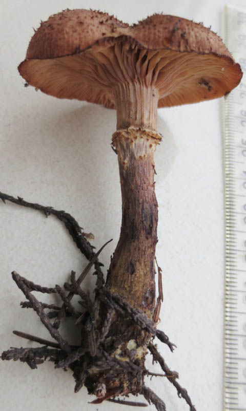 Armillaria gallica