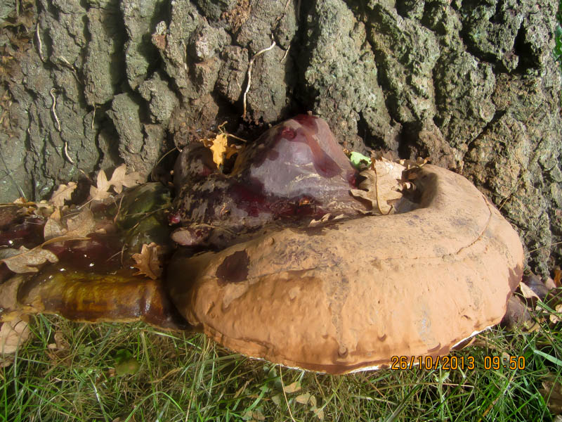 Ganoderma resinaceum