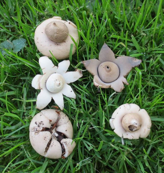 Geastrum fimbriatum