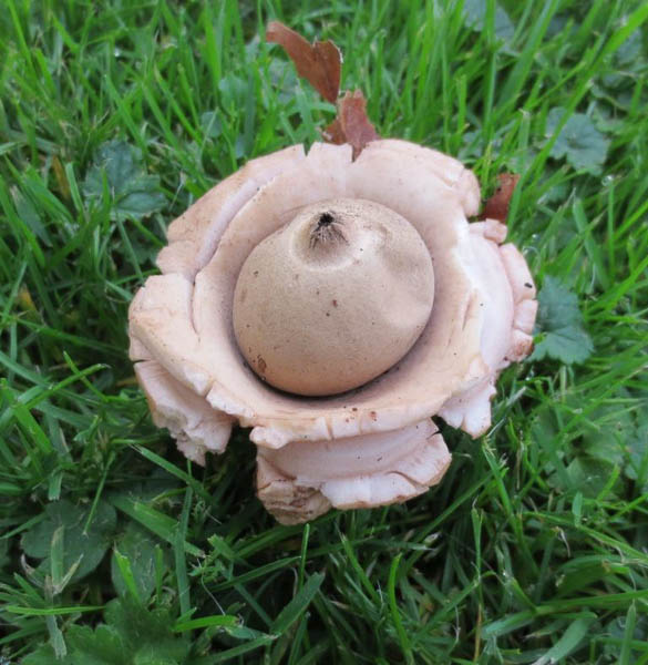 Geastrum triplex