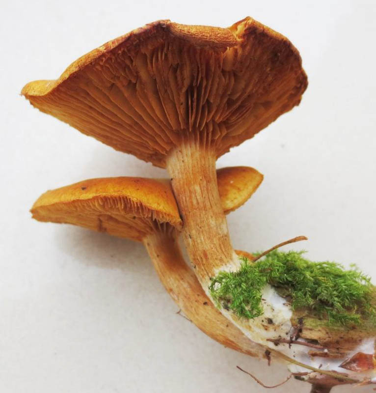 Gymnopilus penetrans