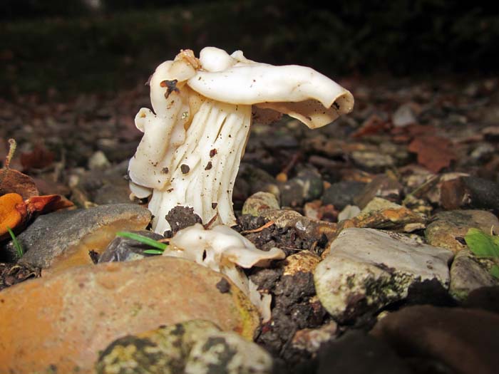 Helvella crispa