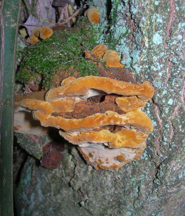 Phylloporia (Phellinus) ribis